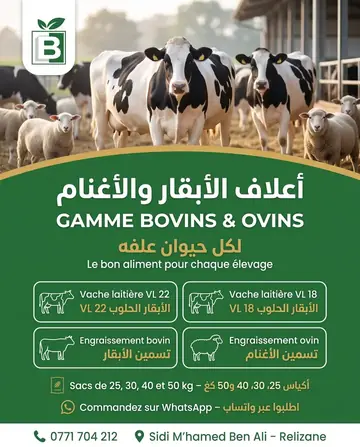 Benhatchi Feed — Cattle and sheep range