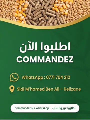 Benhatchi Feed — Our feeds